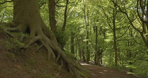 Ancient tree with large exposed roots on a beautiful forest path