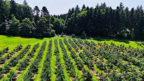 Lots of bushes grow in rows in the countryside. Beautiful green forest grows around