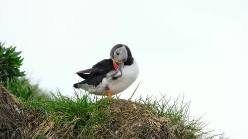 Atlantic Puffin in Iceland Bird on Cliff Top at Spring Season Cute Animal in Wild Nature