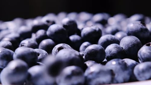 Fresh Ripe Blueberries Falling Into a Pile