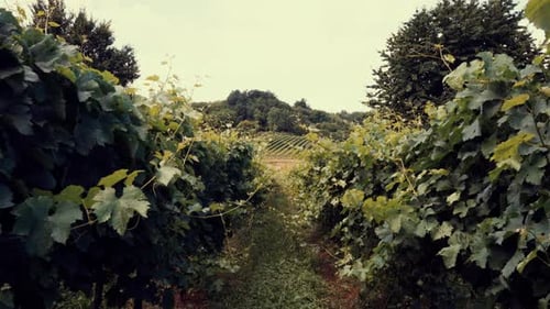 Rows of Green Vineyards. Green grape vines in a valley vineyard. Farm in Countryside. Winery field