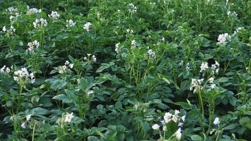 Potato Field Growing Potatoes on an Industrial Scale