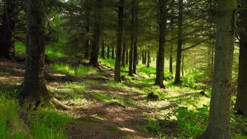 Summer Morning in the Forest Magnificent Green Pine Tree at Sunny Weather Magical Summer Forest
