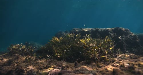 Underwater Ocean with Sun Rays and Algae or Sea Weed in Transparent Ocean Shallow Water