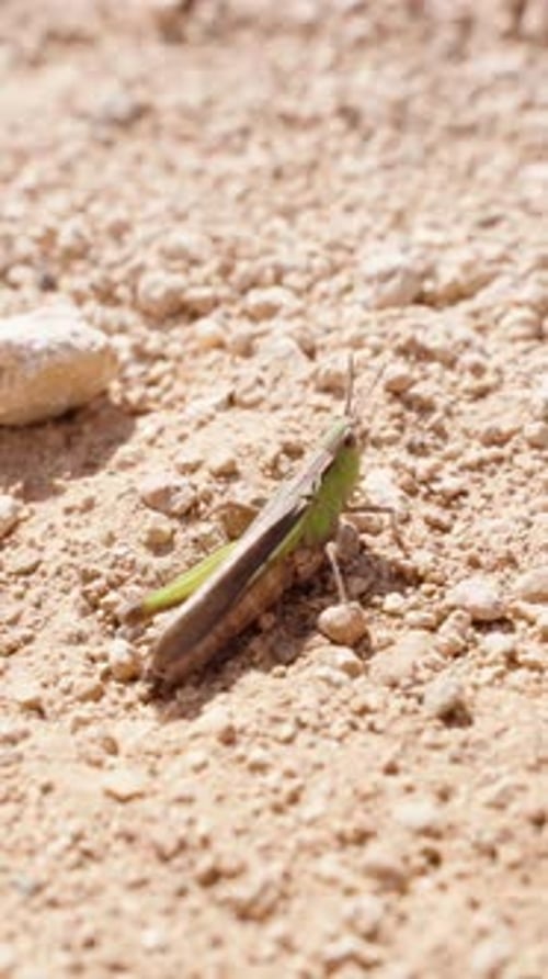 Green Grasshopper Walks on Rocky Ground