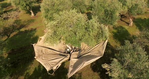 Olive tree shaker harvester with an open collecting umbrellas and olives dropping off the tree