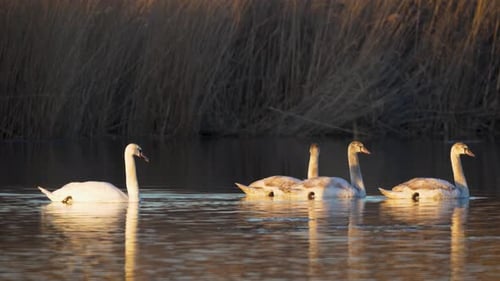 Charmante weiße und braune Schwäne schwimmen zusammen in wunderschönen Wasserseen Gänse bewegen sich entlang trockenem Schilf