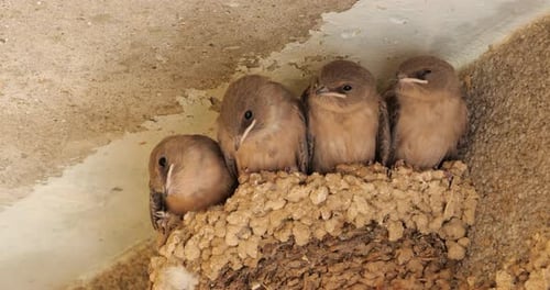 Eurasian crag martin, (Ptyonoprogne rupestris).Chicks waiting for feed in the nest. France.