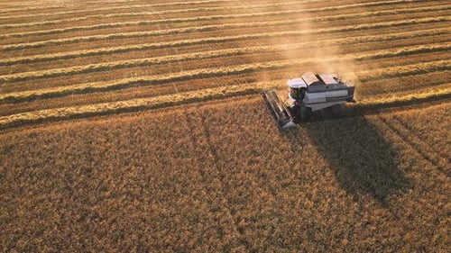 Aerial View of Combine Harvester Harvesting Crop of Wheat