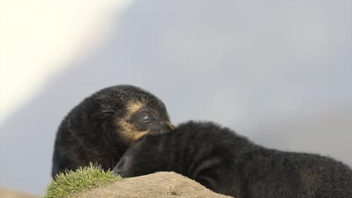 Fur Seal cubs in Salisbury plains, South Georgia, Antarctica at springtime