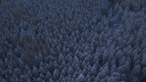 Frozen tops of conifers from a drone's aerial view. A dark, dense forest towering high in winter.