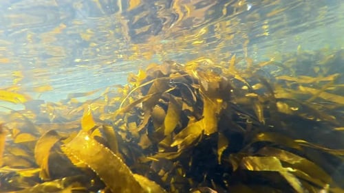 The underwater Kelp forest from seabed to surface