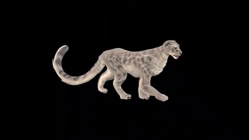 Leopard Walk