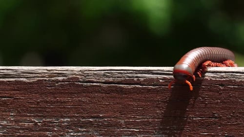 Captivating Closeup of a Millipede Crawling on a Wooden Staircase in a Forest