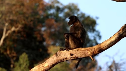 Chacma baboon sits comfortably on tree branch checking out everything