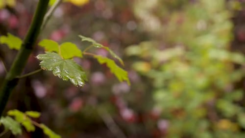 Close up shot of leaves in a forest