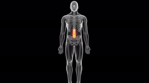 Lumbar spine highlighted in a rotating human skeleton medical video