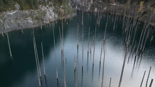 Aerial View of Serene Lake with Submerged Trees Camera Pans Across Scene