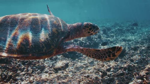 Turtle Swims Over the Reef in the Tropical Sea Underwater View of the Turtle