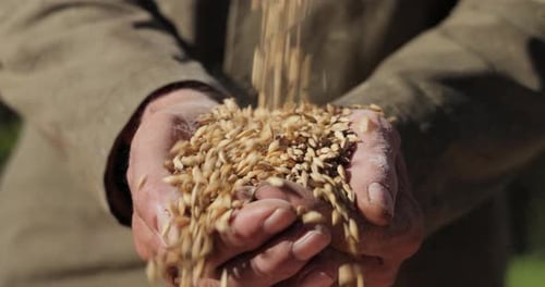 Farmer Hands Hold Grain Close Up