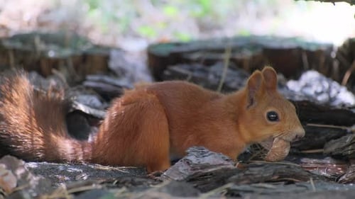 Red Squirrel Eating Nuts in a Sunny Forest