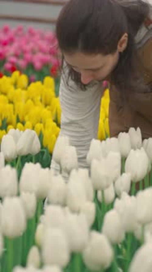 In Spring a Person Tends to Vibrant Tulip Flowers Enhancing Their Beauty and Nature