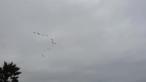 A beautiful shot of birds flying in California