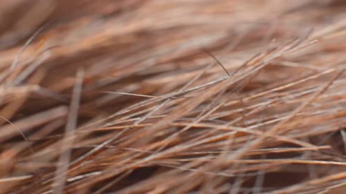 Animal Fur Close Up Texture