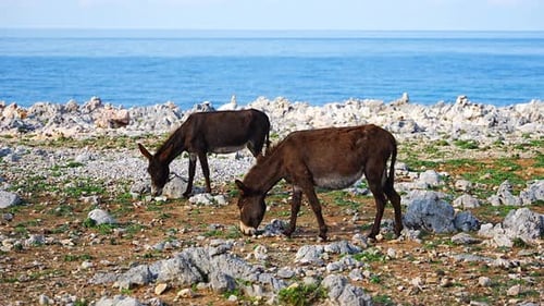 Two Donkeys Stand Among Rocky Terrain with Small Stone Cairns at the Northeasternmost Point of