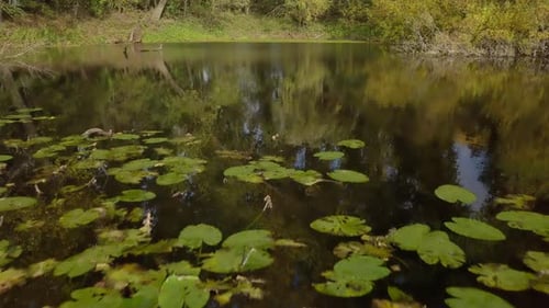 aerial drone shot of flying over the small lake full of lotus in the forest