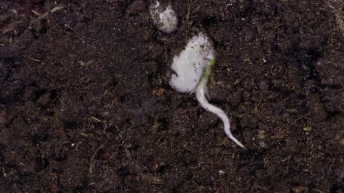 Plant Growing Timelapse - 2K