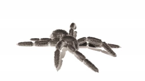 Big Black Hair Fur Spider on White Bg Walk Endless