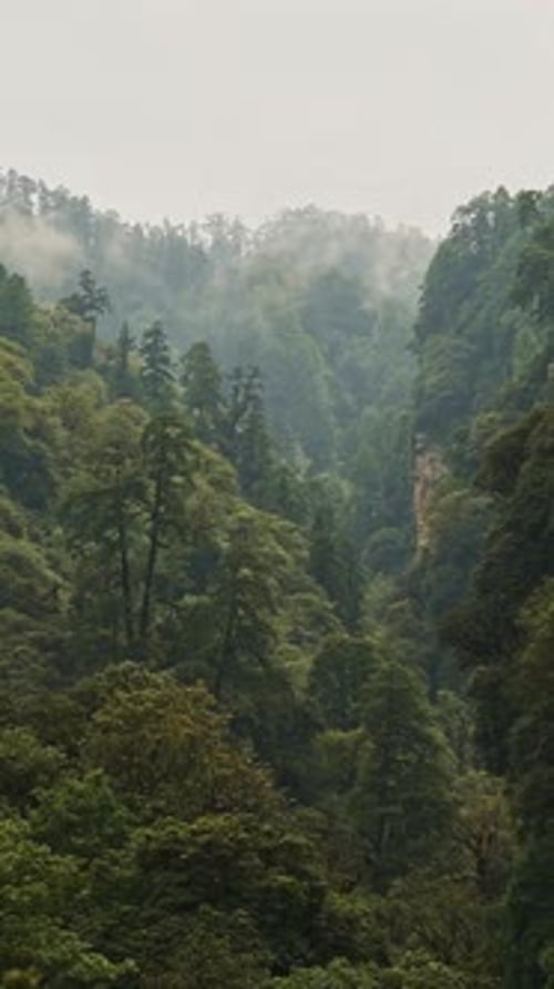 Vertical Nature and Forest in Mountains Scenery, Vertical Video for Social Media Instagram Reels and