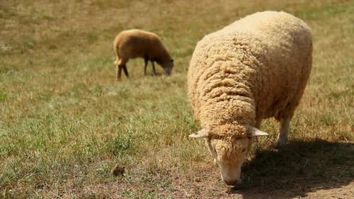 Sheep Grazing Peacefully in a Sunny Rural Pasture