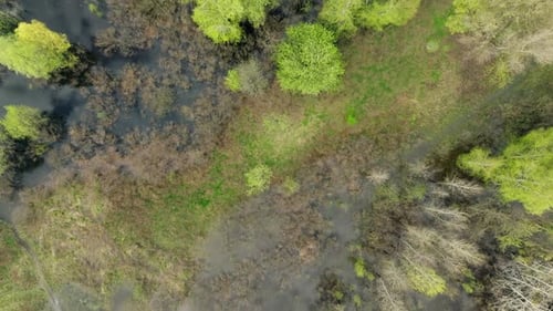 River Lake Swamp Water Forest Spring Nature Park Tree Green