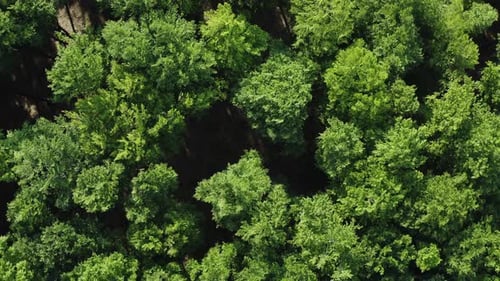 Top Down Deciduous Forest Greenwood Aerial Shot Drone Flying Above Lush Crown Trees Green Treetops