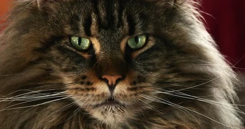 Portrait of one Maine coon cat.