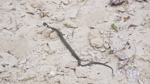 A Grass Snake slithering Through a Sandy Environment - Close-Up slow motion shot.