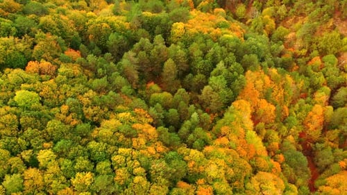 Beautiful Autumn Colors in Forest