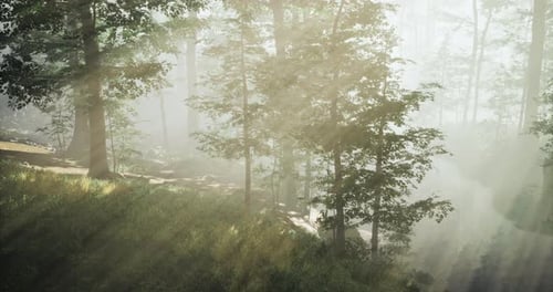 Sunlight Filters Through Trees Illuminating a Misty Forest Landscape