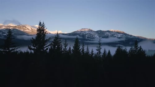 Green Trees in Forest with Fog and Mountains