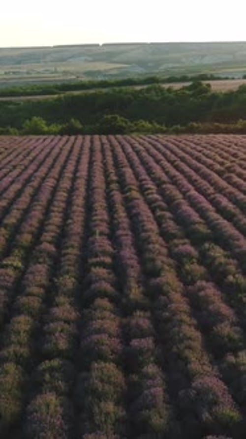 Aerial View of Beautiful Lavender Field in Provence Near the Green Trees Against Blue Evening Sky at