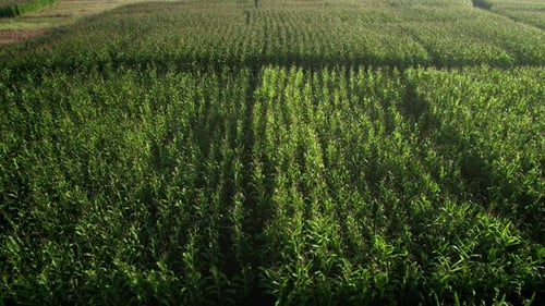 Footage top view of cornfield.