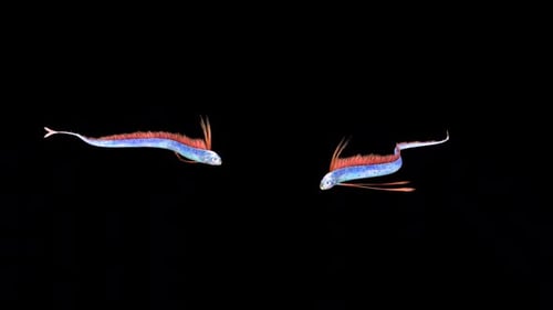 Two Largehead Hairtail