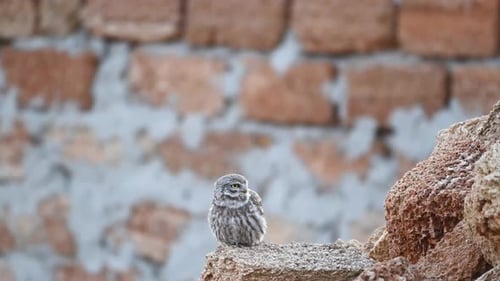 Little owl in natural habitat Athene noctua
