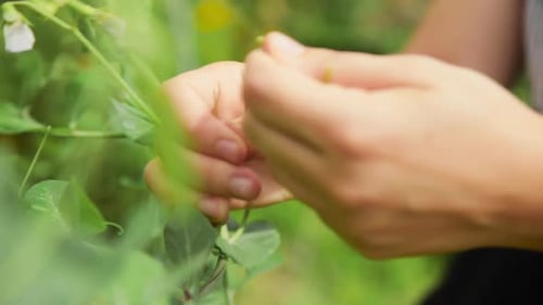 Hands Harvesting Fresh Green Peas in Garden