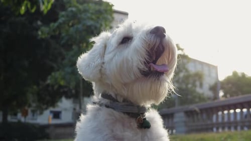 Fluffy White Dog Sitting in City Park