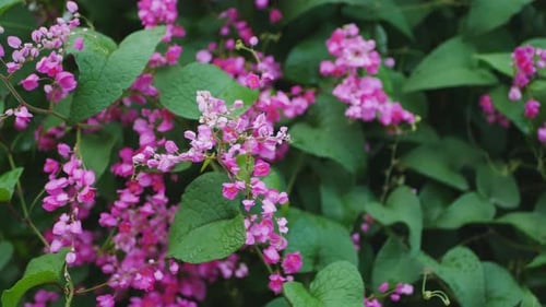 Delicate Pink Flowers Blooming in Lush Greenery