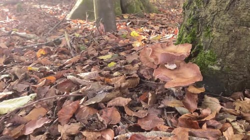 Herbstlicher Waldboden, bedeckt mit bunten Blättern und Pilzen, die an der Basis eines moosigen Baumes wachsen
