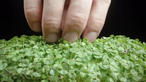 Hand Touches Fresh Green Microgreens, Extreme Close Up